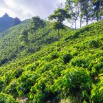 Coffee Plantation in Colombia