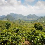 Piantagione di Caffè in Honduras