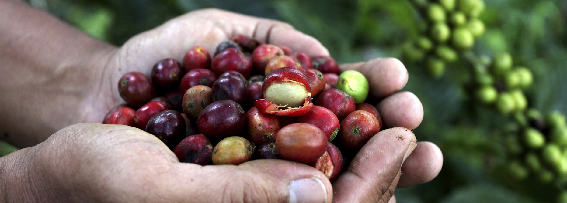 Origins of Coffee